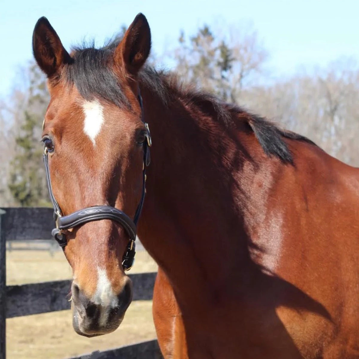 HDR Kushy Halter 5 HDR Kushy Halter - Image 3