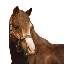 5/A Baker Breakaway Halter With Full Leather Crown -Farm Housetack Store 2e166240 680e 4868 9929 bfbb627bb370