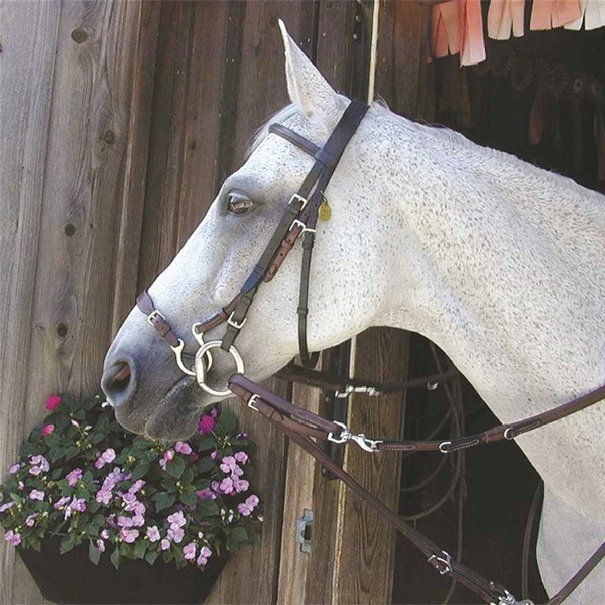 Nunn Finer Kineton Noseband 4 Nunn Finer Kineton Noseband - Image 2