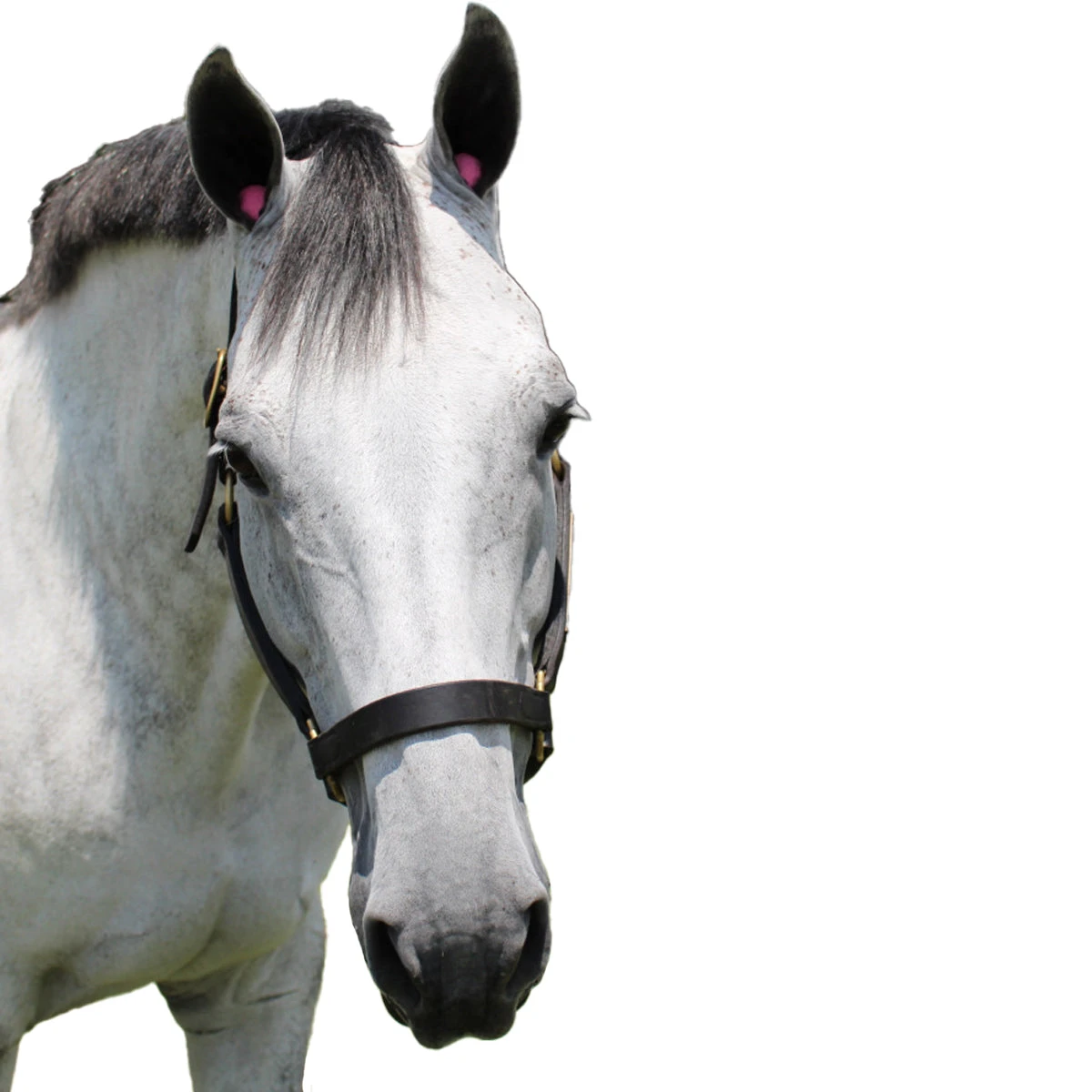 POMMS Dimpled Equine Ear Plugs - Image 9