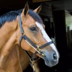 ThinLine Halter Busy Buddy