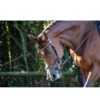 Jump'in New York Bridle - One Collection -Farm Housetack Store FrenchEQ NewYorkBridle