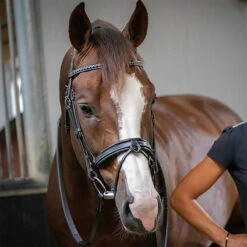 Penelope Daily Bridle 8 Penelope Daily Bridle -Farm Housetack Store Pen Daily 3