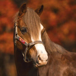5/A Baker Breakaway Halter With Full Leather Crown -Farm Housetack Store baker breakawayhalter