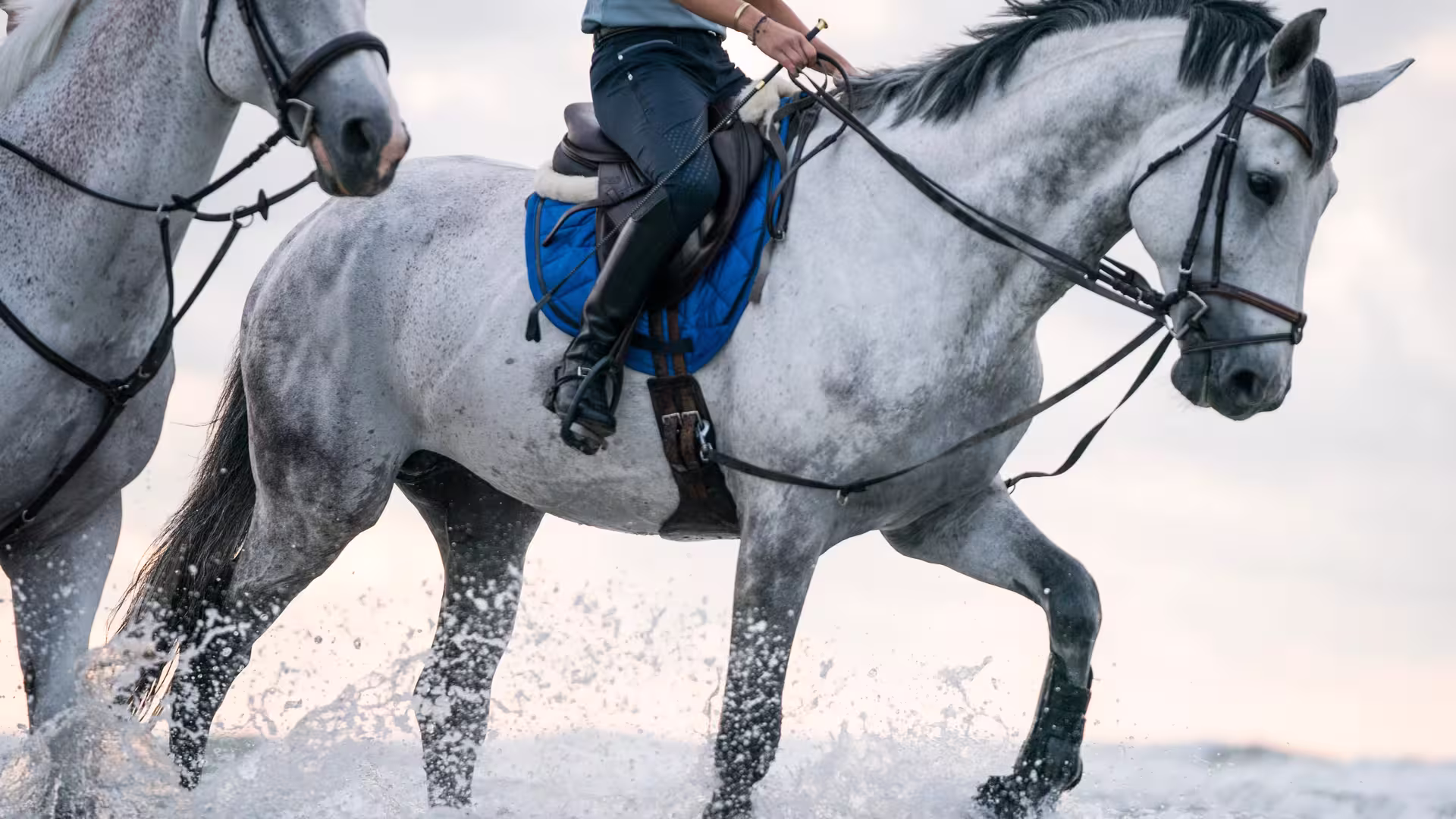 Farm Housetack Store -Farm Housetack Store default