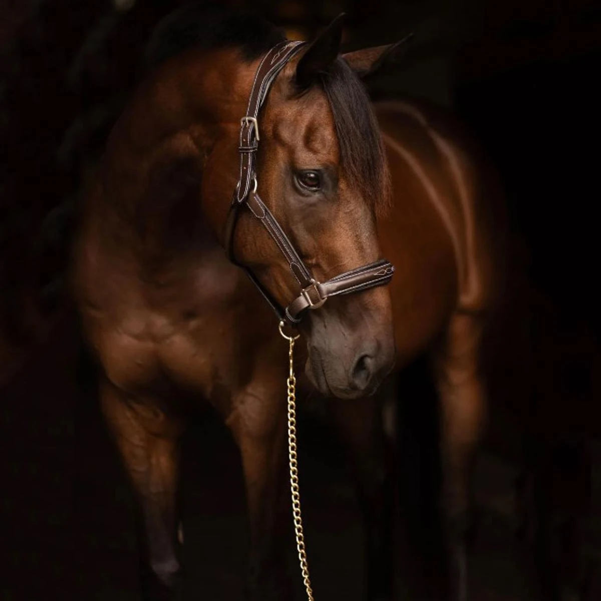 HDR Pro Collection Leather Lead 4 HDR Pro Collection Leather Lead - Image 2