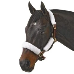 Halter Kit 17 Halter Kit -Farm Housetack Store f0b5a8f8 033d 49a1 b001 d3af48b6112e