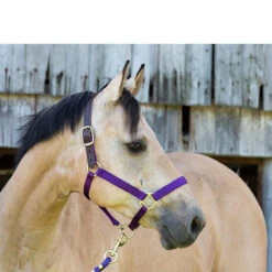 Perri's Premium Nylon Safety Halter 25 Perri's Premium Nylon Safety Halter -Farm Housetack Store halter2 94567.1588257175.1280.1280