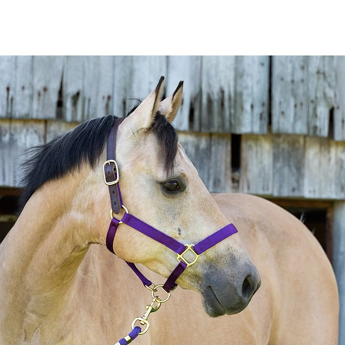 Perri's Premium Nylon Safety Halter 14 Perri's Premium Nylon Safety Halter - Image 12