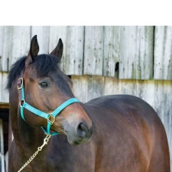 Perri's Premium Nylon Safety Halter 24 Perri's Premium Nylon Safety Halter -Farm Housetack Store halter 23299.1588257175.1280.1280